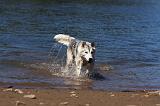 SIBERIAN HUSKY 566